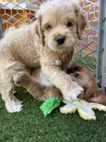 Olaf, a male Cockapoo for sale in Greenville, SC – Photo 8 of 10