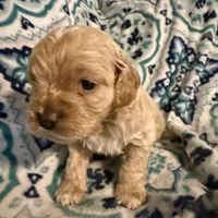 Olaf, a male Cockapoo for sale in Greenville, SC – Photo 5 of 10