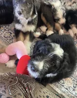 Hope, a female Australian Shepherd and Bernedoodle for sale in Greenville, SC – 2 of 7