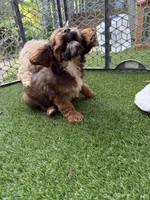 Sherry, a female Cockapoo for sale in Greenville, SC – 4 of 5