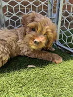 Zinfandel , a female Cockapoo for sale in Greenville, SC – 5 of 5