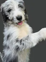 Gwen (Ghost Spider) , a female Australian Shepherd and Bernedoodle for sale in Greenville, SC – 5 of 5