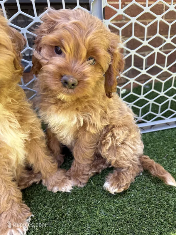 Zinfandel  – Cockapoo puppy for sale in Greenville, SC