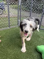 Carol, a female Australian Shepherd and Bernedoodle for sale in Greenville, SC – 2 of 3