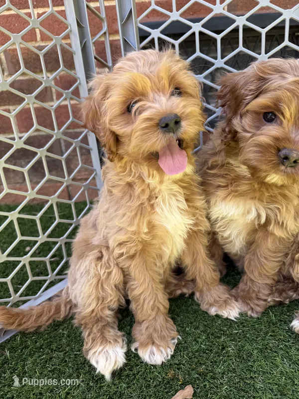 Rosè – Cockapoo puppy for sale in Greenville, SC
