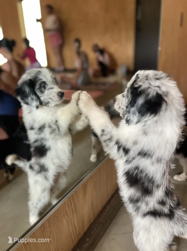 Gwen (Ghost Spider)  – Australian Shepherd, Bernedoodle puppy for sale in Greenville, SC