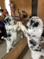 Gwen (Ghost Spider) , a female Australian Shepherd and Bernedoodle for sale in Greenville, SC – 1 of 4