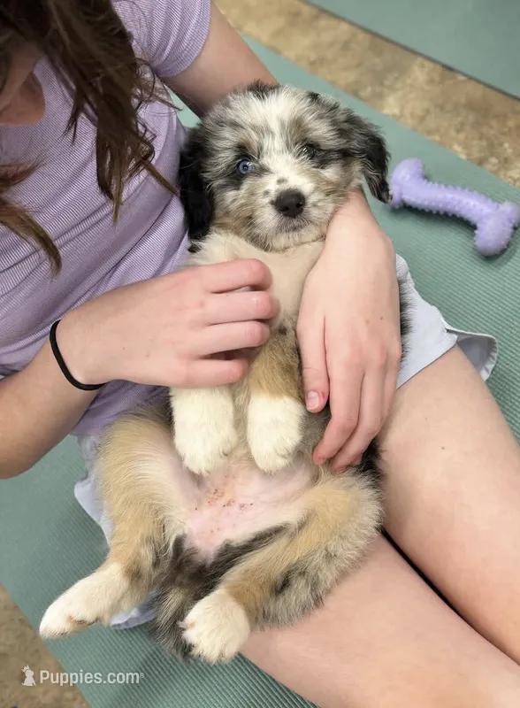 Carol – Australian Shepherd, Bernedoodle puppy for sale in Greenville, SC