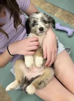 Carol, a female Australian Shepherd and Bernedoodle for sale in Greenville, SC – 1 of 3