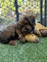 Sherry, a female Cockapoo for sale in Greenville, SC – 3 of 5