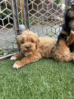 Rosè, a female Cockapoo for sale in Greenville, SC – 5 of 5