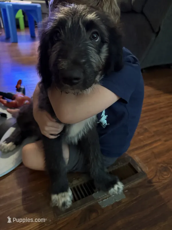 Natasha – Australian Shepherd, Bernedoodle puppy for sale in Greenville, SC