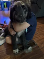 Natasha, a female Australian Shepherd and Bernedoodle for sale in Greenville, SC – 1 of 4