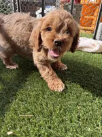 Zinfandel , a female Cockapoo for sale in Greenville, SC – 4 of 5