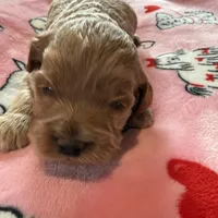 Kristoff, a male Cockapoo for sale in Greenville, SC – Photo 4 of 9