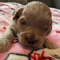 Kristoff, a male Cockapoo for sale in Greenville, SC – Photo 7 of 9