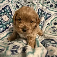 Kristoff, a male Cockapoo for sale in Greenville, SC – Photo 3 of 9