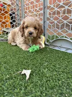 Kristoff, a male Cockapoo for sale in Greenville, SC – Photo 8 of 9