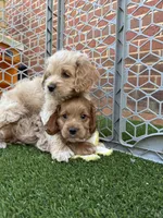 Kristoff, a male Cockapoo for sale in Greenville, SC – Photo 9 of 9