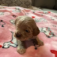 Kristoff, a male Cockapoo for sale in Greenville, SC – Photo 5 of 9