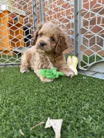 Kristoff, a male Cockapoo for sale in Greenville, SC – Photo 1 of 9