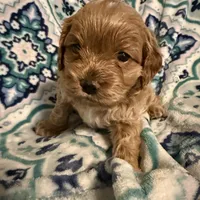 Kristoff, a male Cockapoo for sale in Greenville, SC – Photo 2 of 9