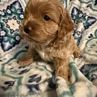 Kristoff, a male Cockapoo for sale in Greenville, SC – Photo 6 of 9