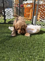 Zinfandel , a female Cockapoo for sale in Greenville, SC – 3 of 5