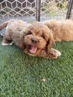 Zinfandel , a female Cockapoo for sale in Greenville, SC – 2 of 5