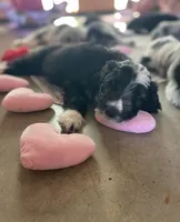 Hope, a female Australian Shepherd and Bernedoodle for sale in Greenville, SC – 5 of 7