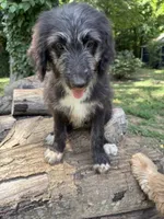 Natasha, a female Australian Shepherd and Bernedoodle for sale in Greenville, SC – 2 of 4