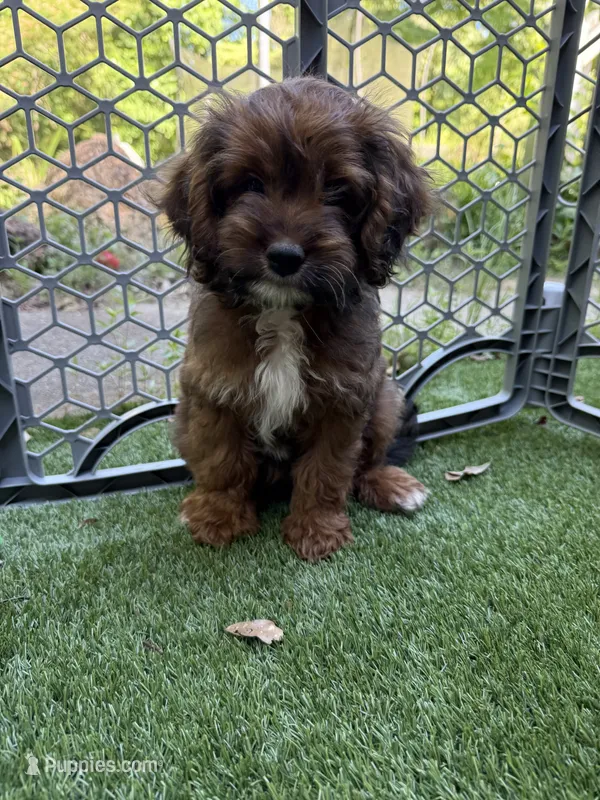 Sherry – Cockapoo puppy for sale in Greenville, SC