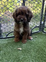 Sherry, a female Cockapoo for sale in Greenville, SC – 1 of 5