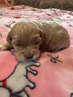 processed/b4ef1d7d-4dc5-4cb6-a727-73b159ebe4c3/listing/a9e8b965-a777-4a80-8dba-dbd3d51d024e/13d5fccb-a442-42d6-95fa-345d41cb05f4