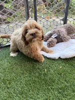 Rosè, a female Cockapoo for sale in Greenville, SC – 2 of 5