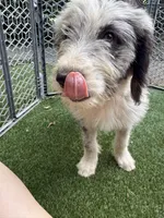 Gwen (Ghost Spider) , a female Australian Shepherd and Bernedoodle for sale in Greenville, SC – 2 of 4