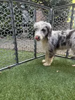Gwen (Ghost Spider) , a female Australian Shepherd and Bernedoodle for sale in Greenville, SC – 3 of 4
