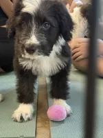 Hope, a female Australian Shepherd and Bernedoodle for sale in Greenville, SC – 4 of 7