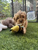 Rosè, a female Cockapoo for sale in Greenville, SC – 3 of 5