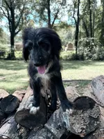 Natasha, a female Australian Shepherd and Bernedoodle for sale in Greenville, SC – 4 of 4