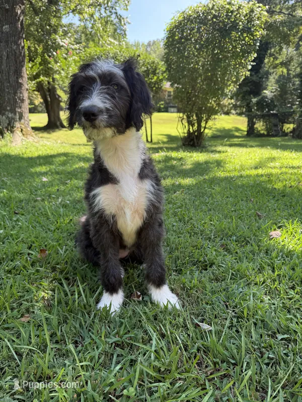 Hope – Australian Shepherd, Bernedoodle puppy for sale in Greenville, SC