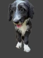 Hope, a female Australian Shepherd and Bernedoodle for sale in Greenville, SC – 7 of 7