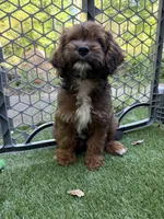 Sherry, a female Cockapoo for sale in Greenville, SC – 2 of 5
