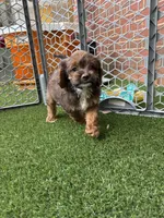 Sherry, a female Cockapoo for sale in Greenville, SC – 5 of 5