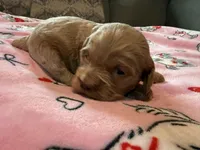 Sven, a female Cockapoo for sale in Greenville, SC – Photo 3 of 6