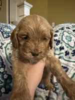 Sven, a female Cockapoo for sale in Greenville, SC – Photo 5 of 6