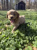 Sven, a female Cockapoo for sale in Greenville, SC – Photo 1 of 6