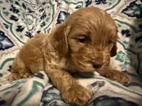 Sven, a female Cockapoo for sale in Greenville, SC – Photo 2 of 6