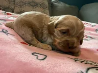 Sven, a female Cockapoo for sale in Greenville, SC – Photo 4 of 6