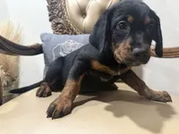Baby, a female Rottweiler and Golden Retriever for sale in Carmichael, CA – 1 of 1